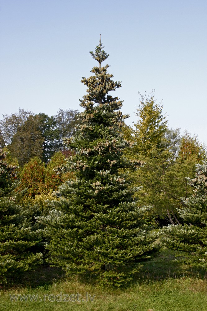 Korejas baltegle (Abies koreana) `Silberlocke`