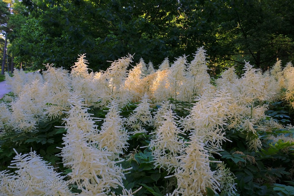 Goat’s Beard
