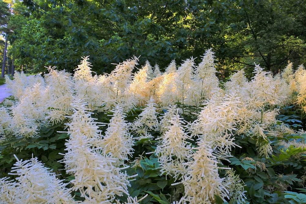 Divmāju kazbārdis Divmāju kazbārdis