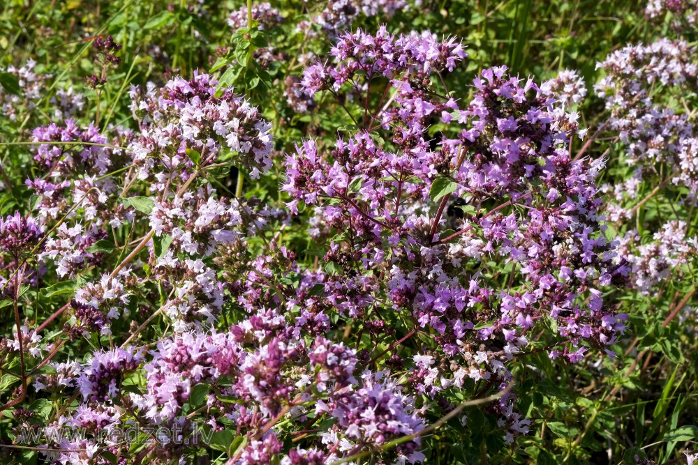 Oregano or Wild Marjoram Flowers