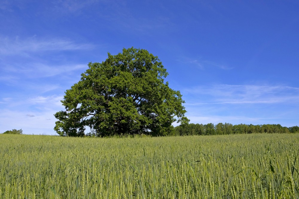 Ozols kviešu laukā Ozols kviešu laukā