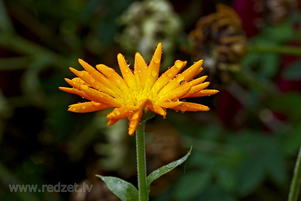 Kliņģerīte (Calendula officinalis)