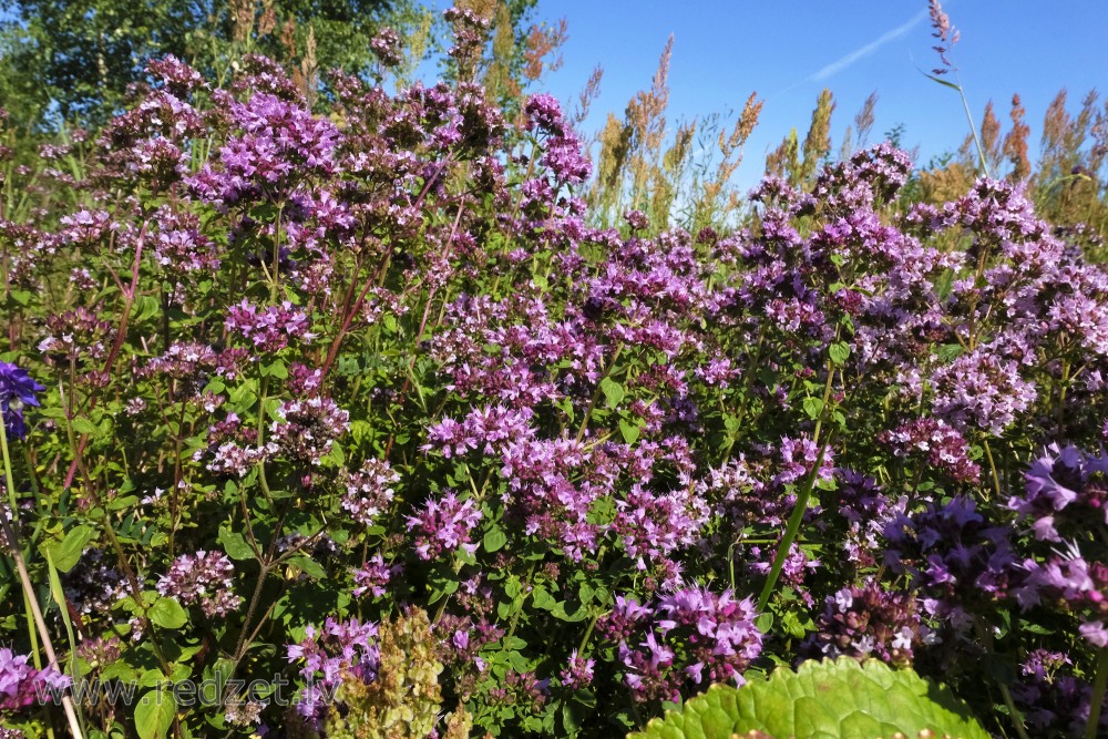Oregano or Wild Marjoram