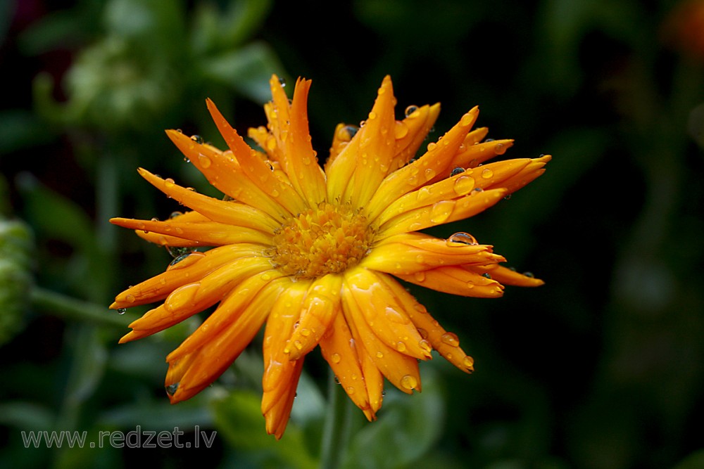 Kliņģerīte (Calendula officinalis)