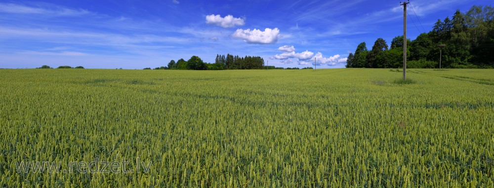 Kviešu lauka panorāma