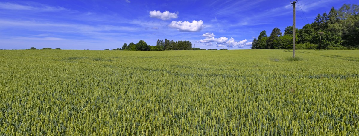 Kviešu lauka panorāma Kviešu lauka panorāma