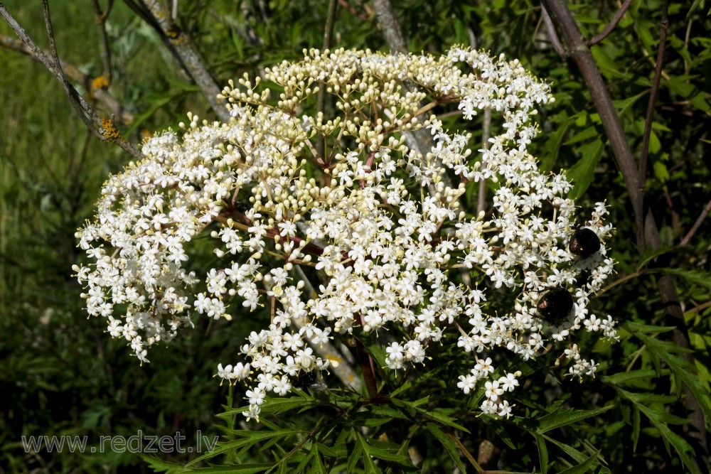 Melnā plūškoka šķeltlapu formas 'Laciniata' zieds