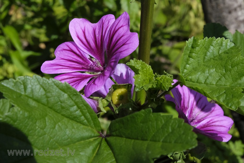 Common Mallow