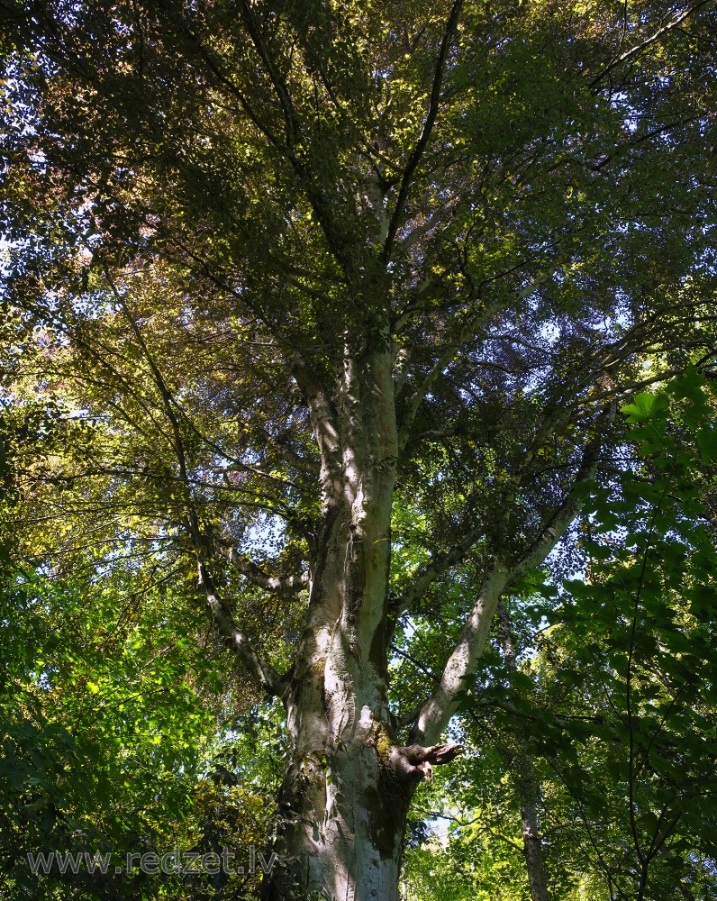 Dižskābardis Dižskābardis