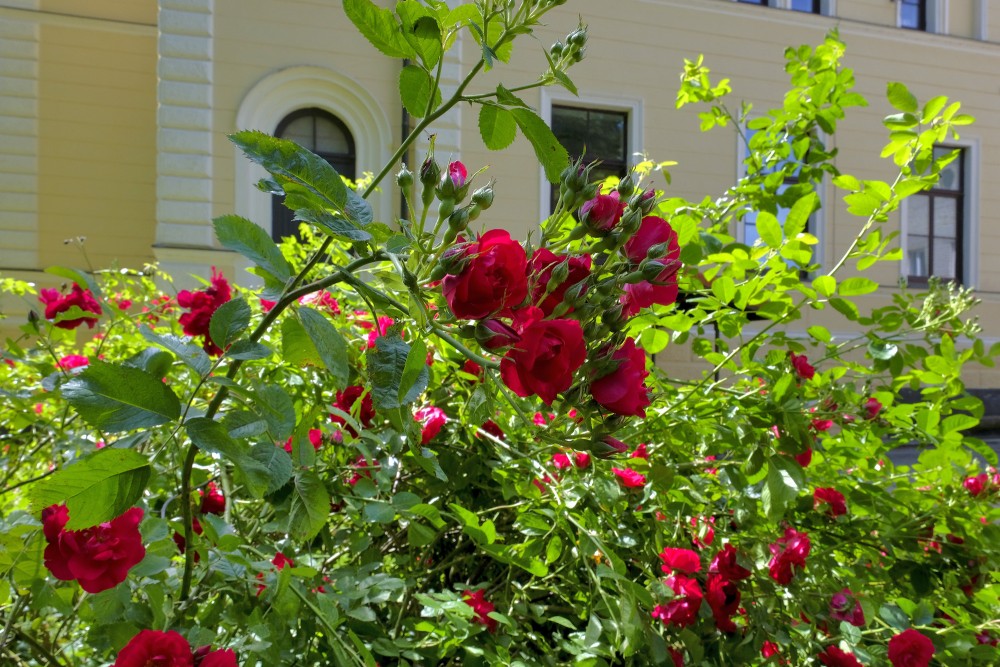 Rožu krūms Rožu krūms