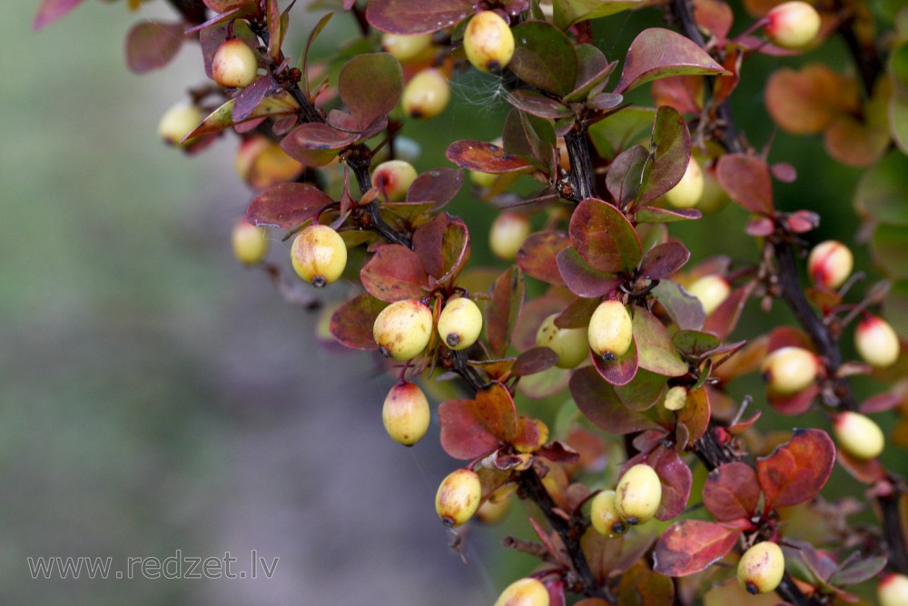 Tunberga bārbele (Berberis thunbergii) `Erecta`