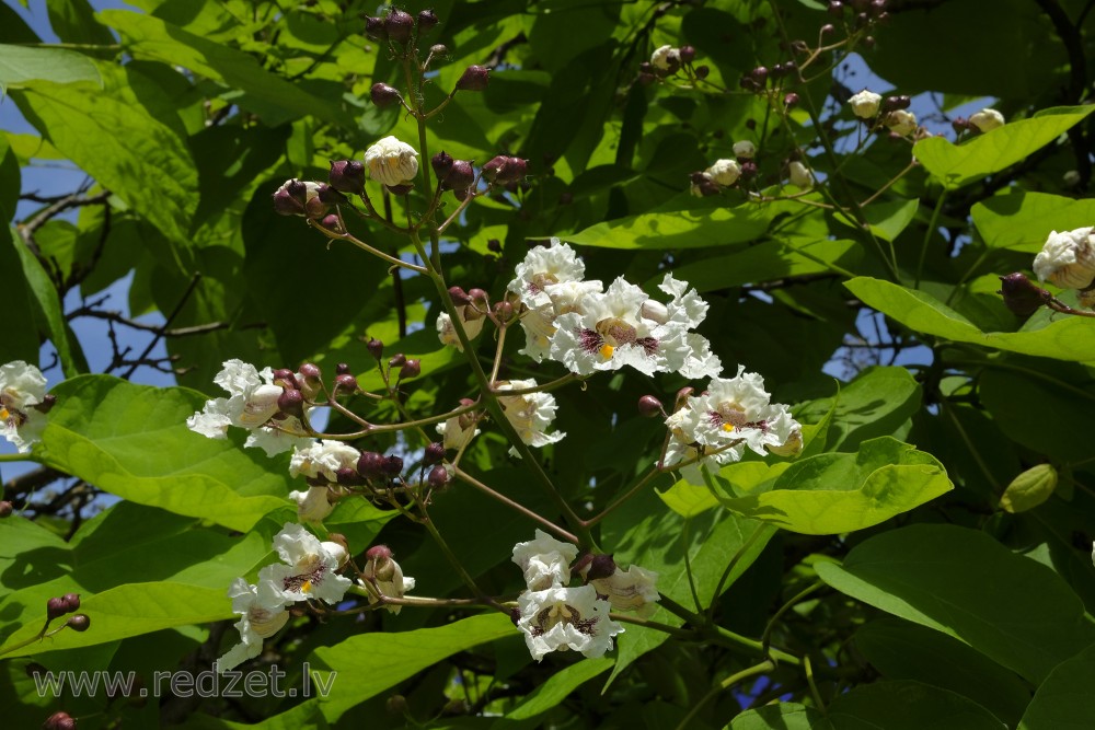 Southern Catalpa