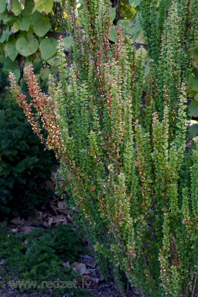 Tunberga bārbele (Berberis thunbergii) `Erecta`