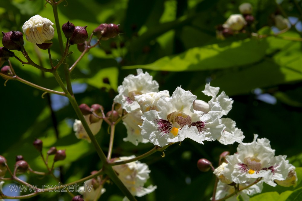 Southern Catalpa