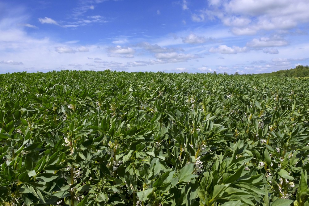 Field of Broad beans