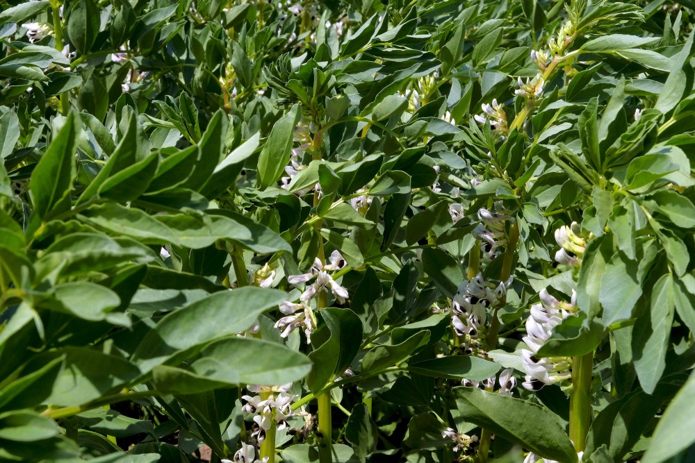 Vicia faba (Broad bean)