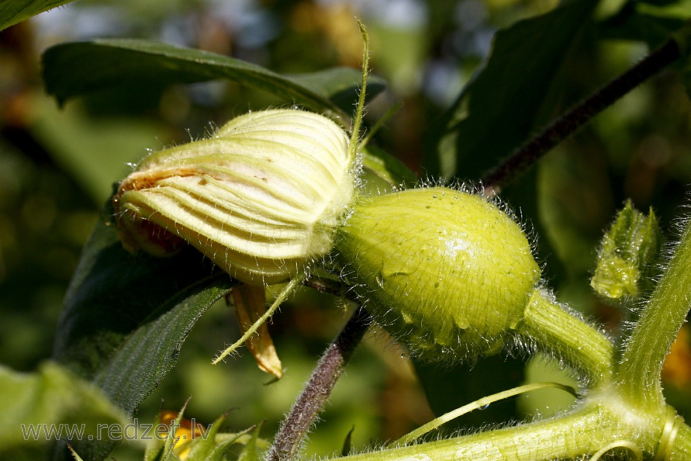 Pumpkin grows