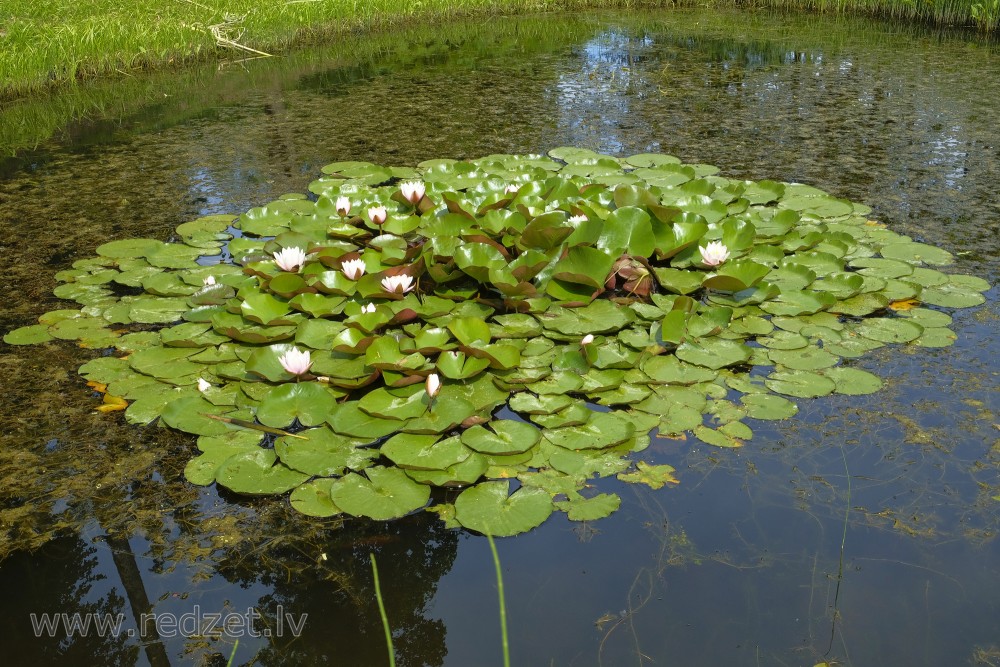 Water lily