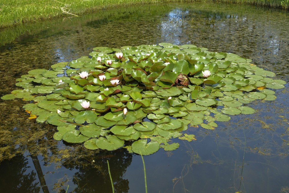 Ūdensrozes Kazdangas dīķī