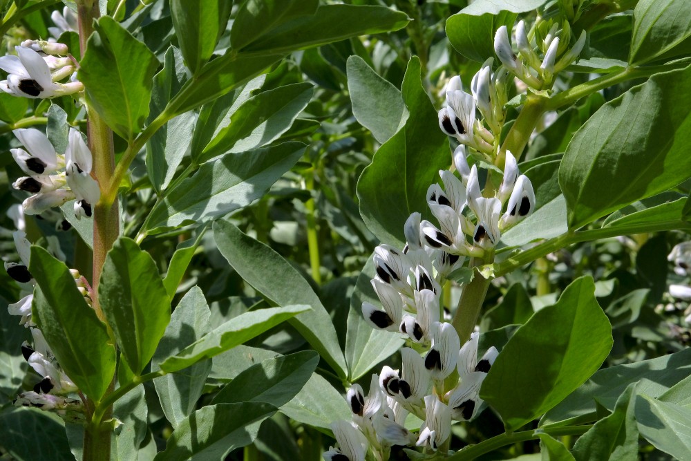 Broad Bean Flowers