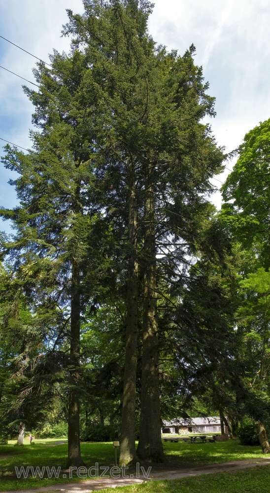Firs In Kazdanga Manor Park