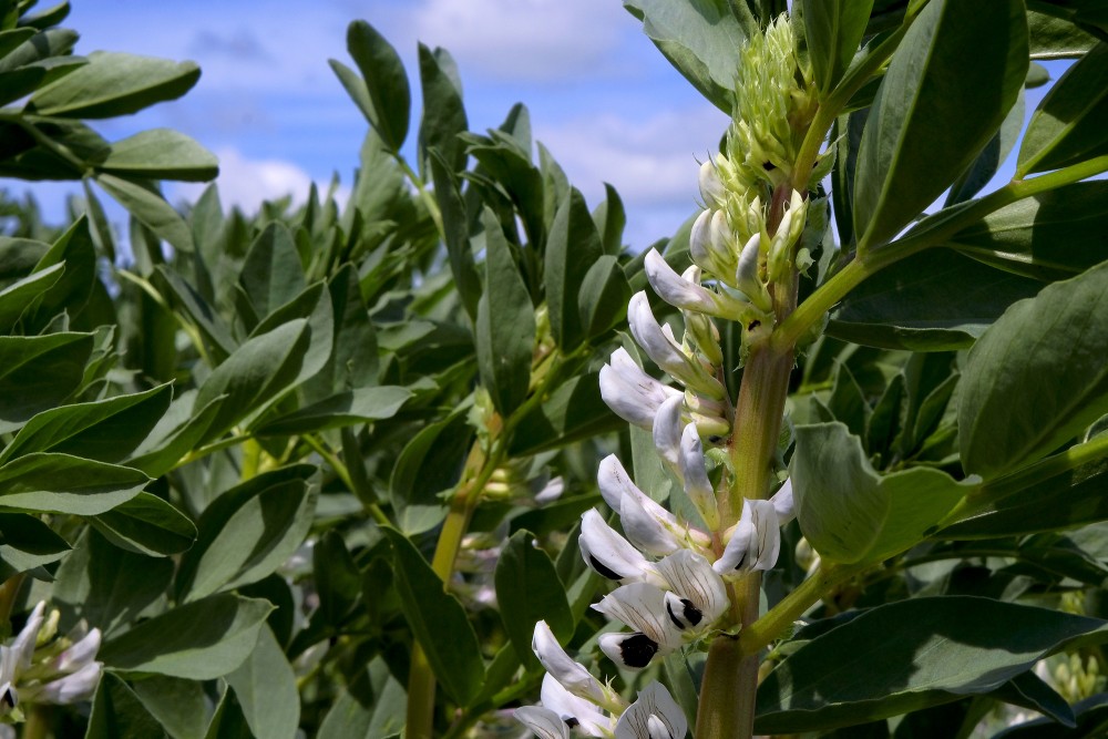 Lauka pupas tuvplāns Lauka pupas tuvplāns