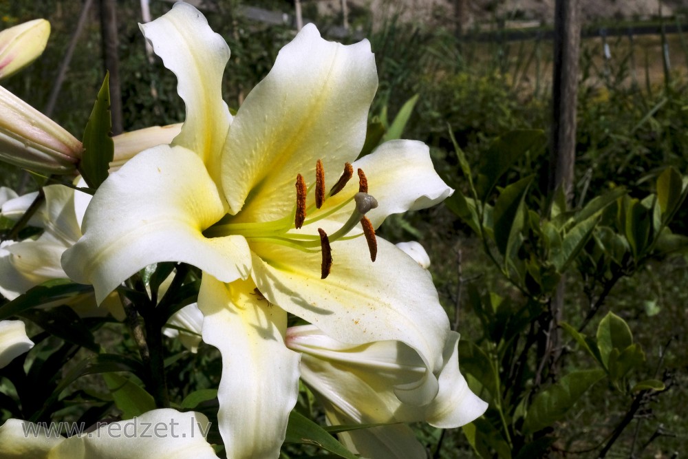 White Lily Flower