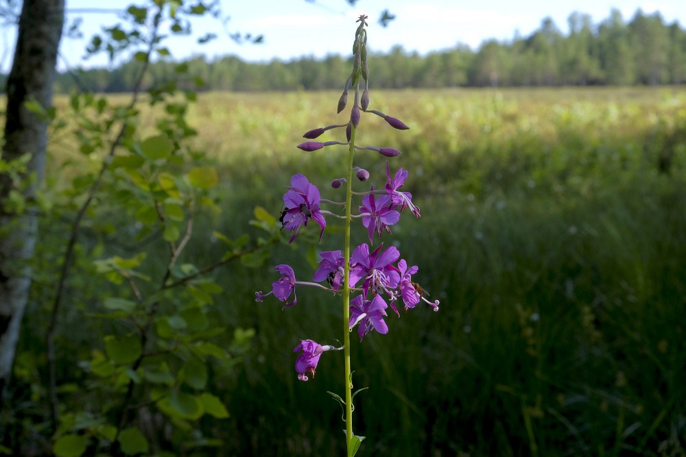 Šaurlapu ugunspuķe (Chamaenerion angustifolium) Šaurlapu ugunspuķe (Chamaenerion angustifolium)