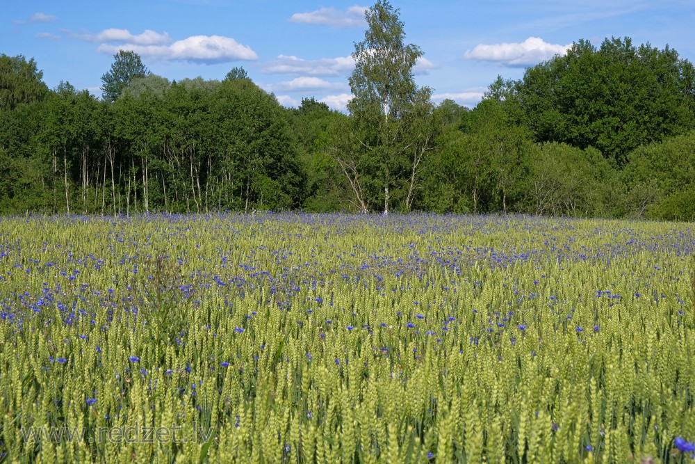 Cornflowers in Wheat Field