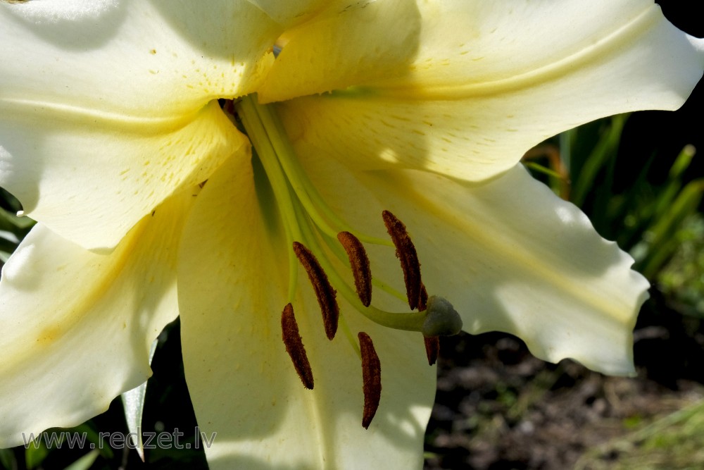 Close up of Lily Flower