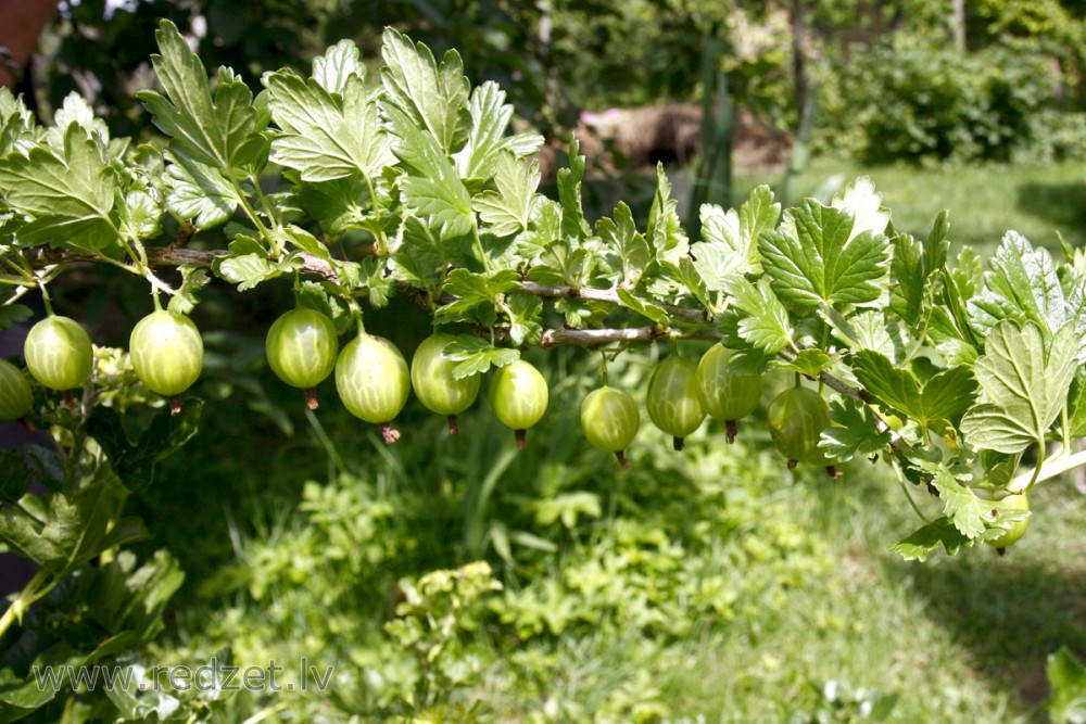 Gooseberry