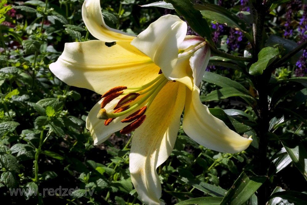 Lilijas zieds