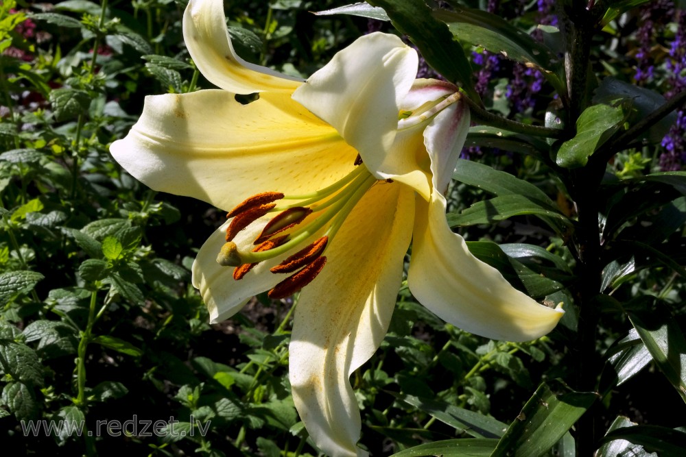 Lily Flower