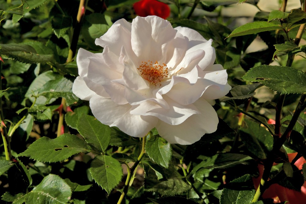 Rozes zieds Rozes zieds