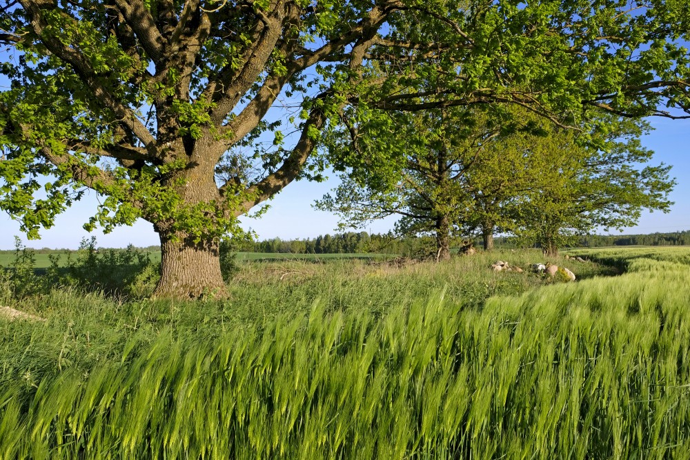 Oak Trunk