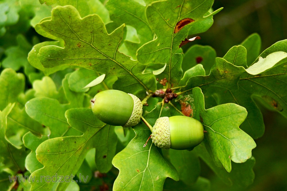 Oak nut