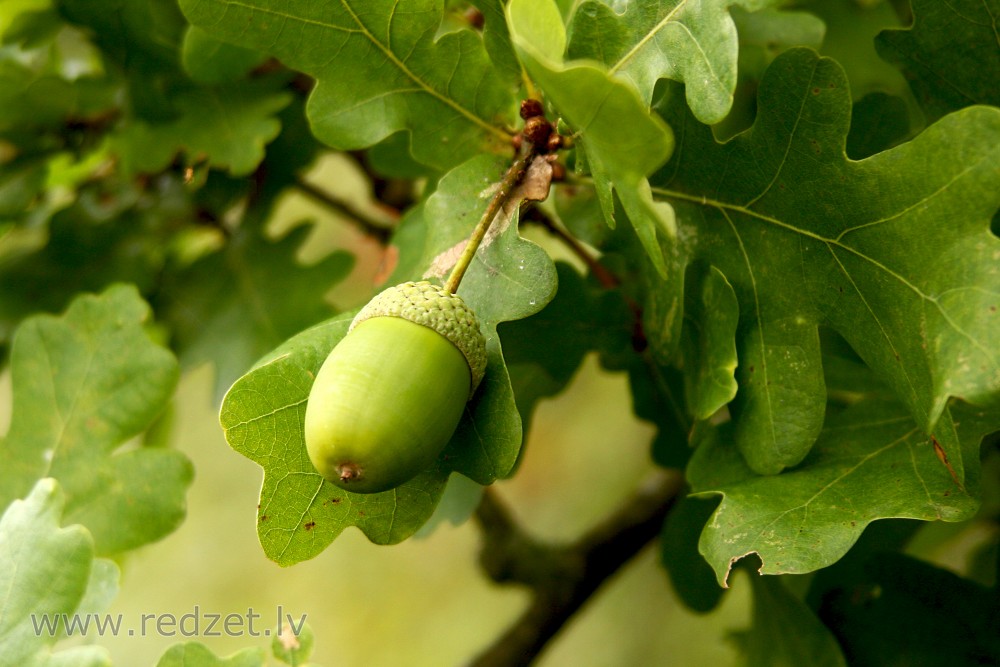Oak nut