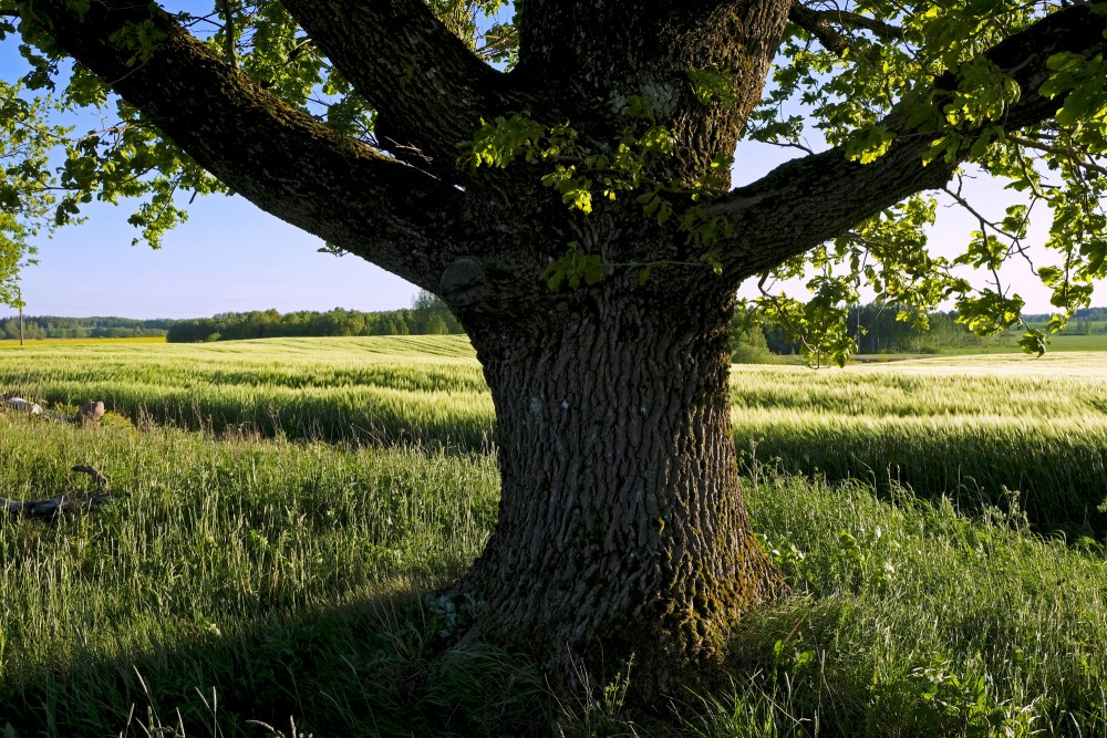 Oak Trunk