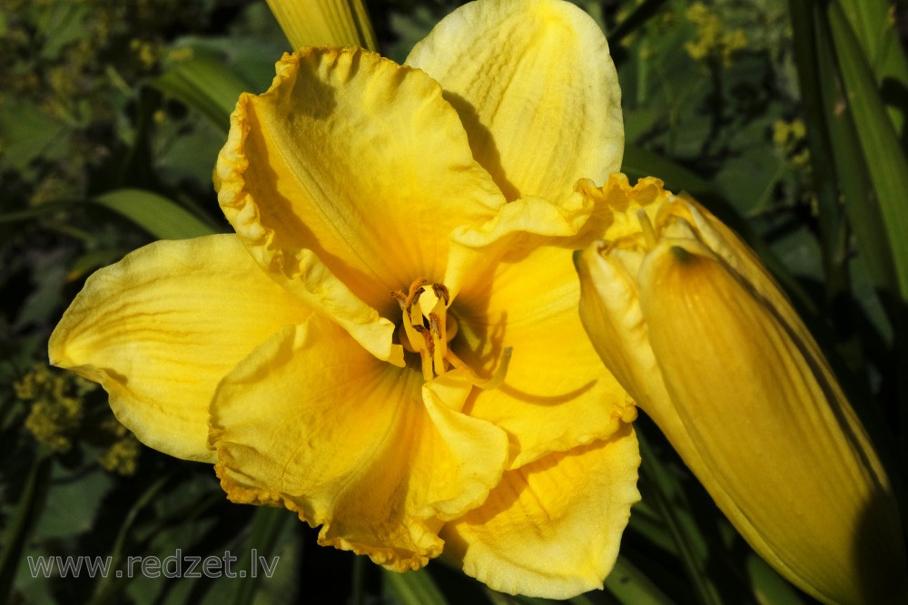 Yellow Daylily