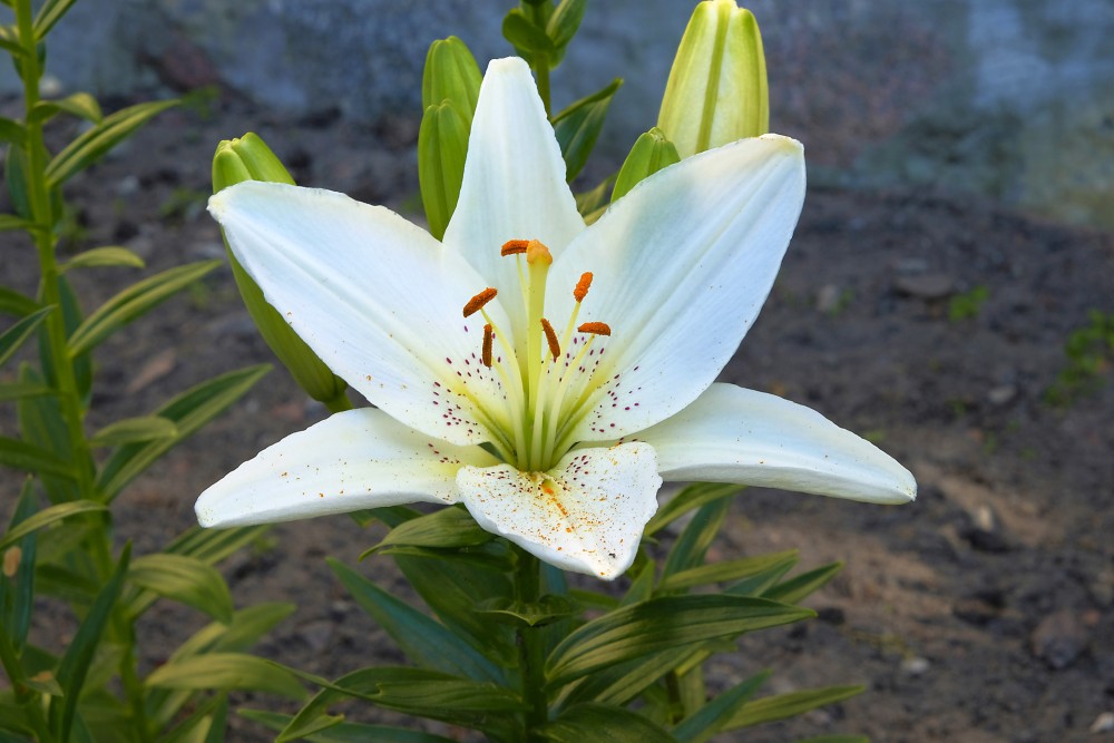 White Lily Flower