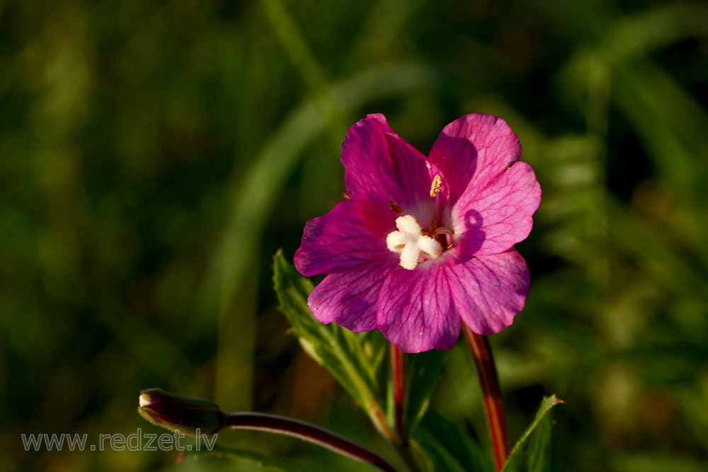 Great willowherb