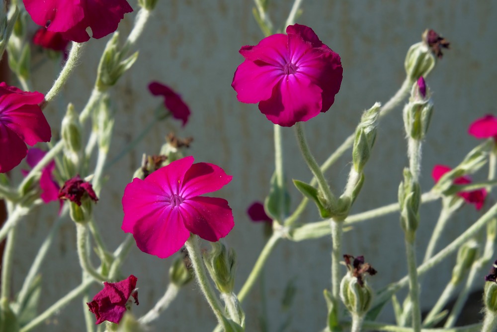 Rose campion