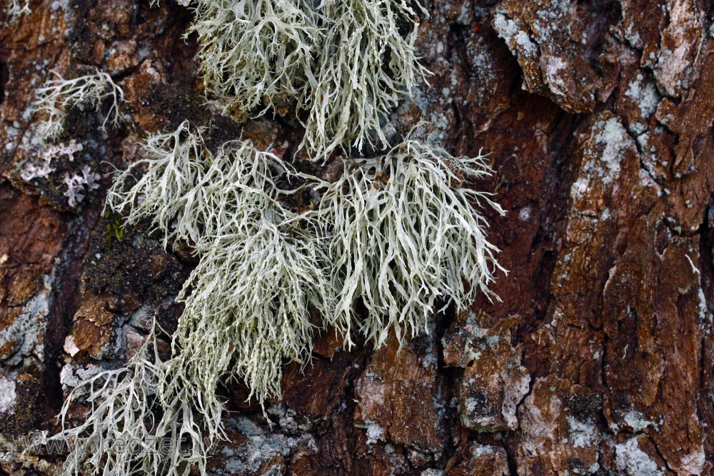 Ķērpji uz koka stumbra