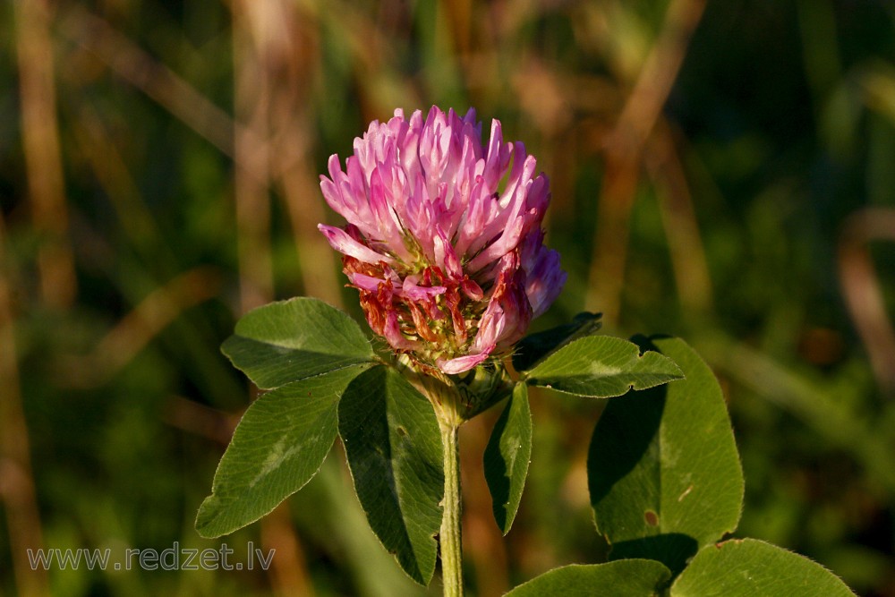 Red Clover