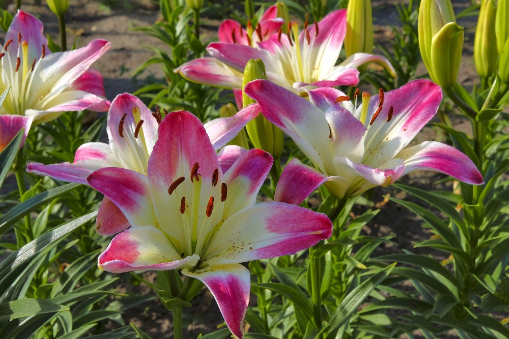 Lily flowers