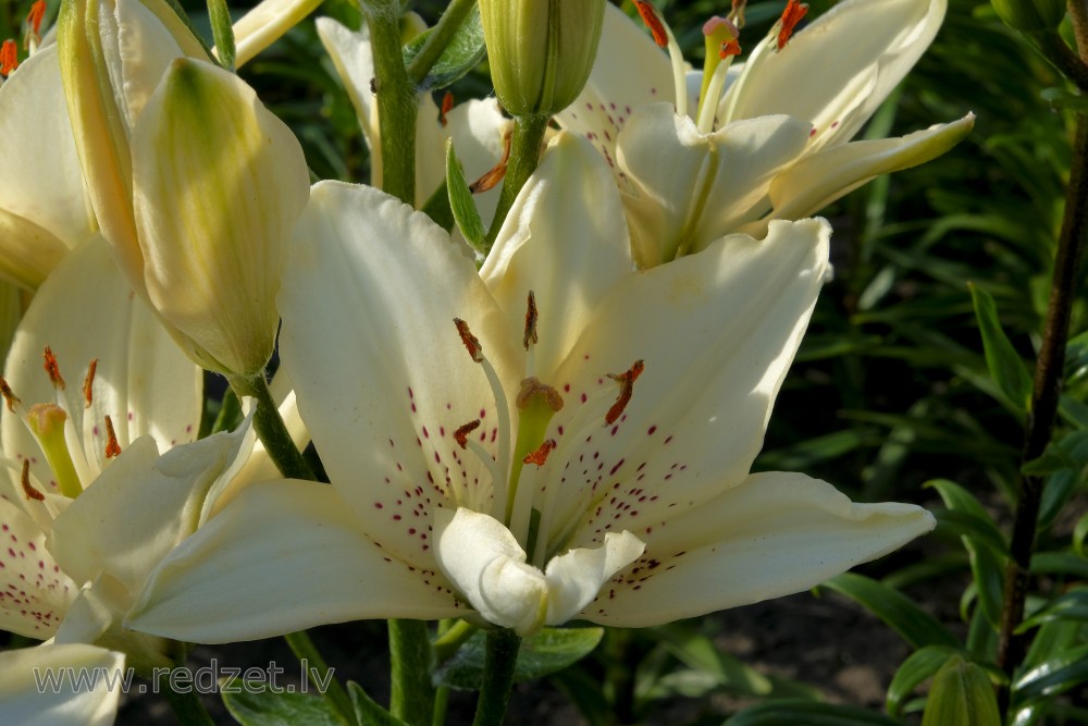 Lily flowers