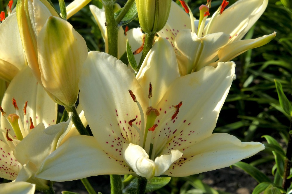 Lily flowers