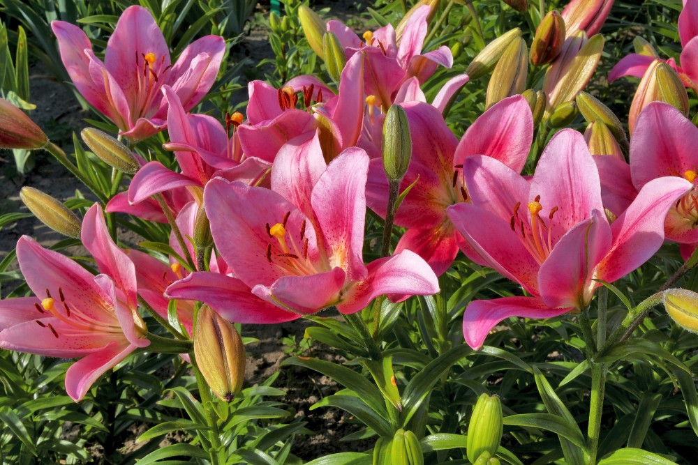 Lily flowers