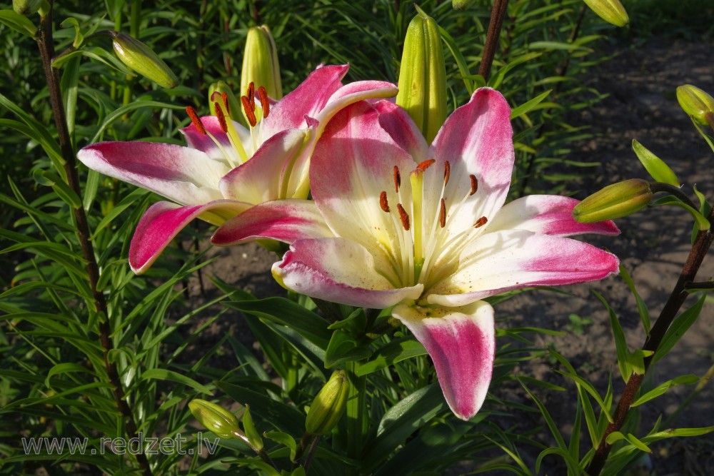 Lily flowers