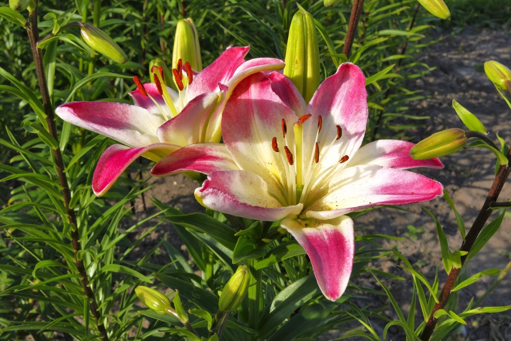 Lily flowers